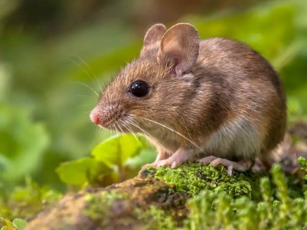 Com vigilância ativa, Santa Catarina registra um único caso de hantavírus em 2026